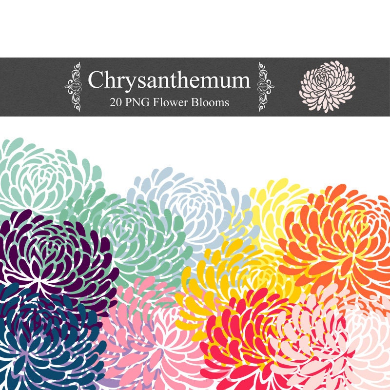 clip art chrysanthemum flowers - photo #27