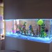 Saltwater Aquarium in 1:12 scale - custom order