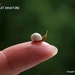 White Snail - GARDEN RANGE