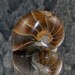Magnificent Huge One Whole Polished Nautilus Ammonite Fossil Cabochon AM3B8073