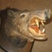 3rd PAYMENT & Final on Taxidermy javelina hog RESERVED for Jackeline