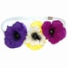 Pansy Stretch Headband