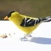 Needle Felted Lifesize Male Goldfinch (Birds of Ohio), Black, Yellow and White with Orange Beak