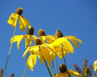Yellow Coneflowers Photograph
