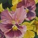 Pink Pansies