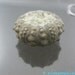 SEA UrCHiN Fossil. Unpolished. Super Cool Collector's Stone. 14.40 cts. 15mm (FOS101)