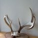 Deer Antlers, Graceful Curves, Double Points, Mounts Nicely, Original and Complete