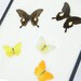 Antique Butterfly Collection