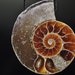 27x32x7mm Sea Gem -Golden Brown FOSSIL AMMONITE (Ammolite) Organic Form Focal Pendant - H0581E