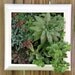 Reserved for Micheal - Squared Living Wall succulent planter - Comes preplanted & ready to hang