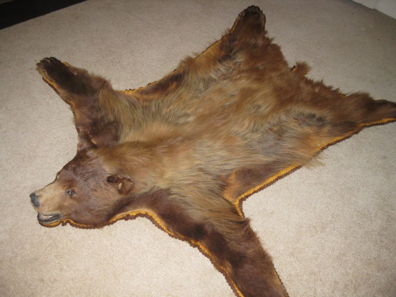 Antique Bear Skin Rug Rare Cinnamon-Phase Black Bear