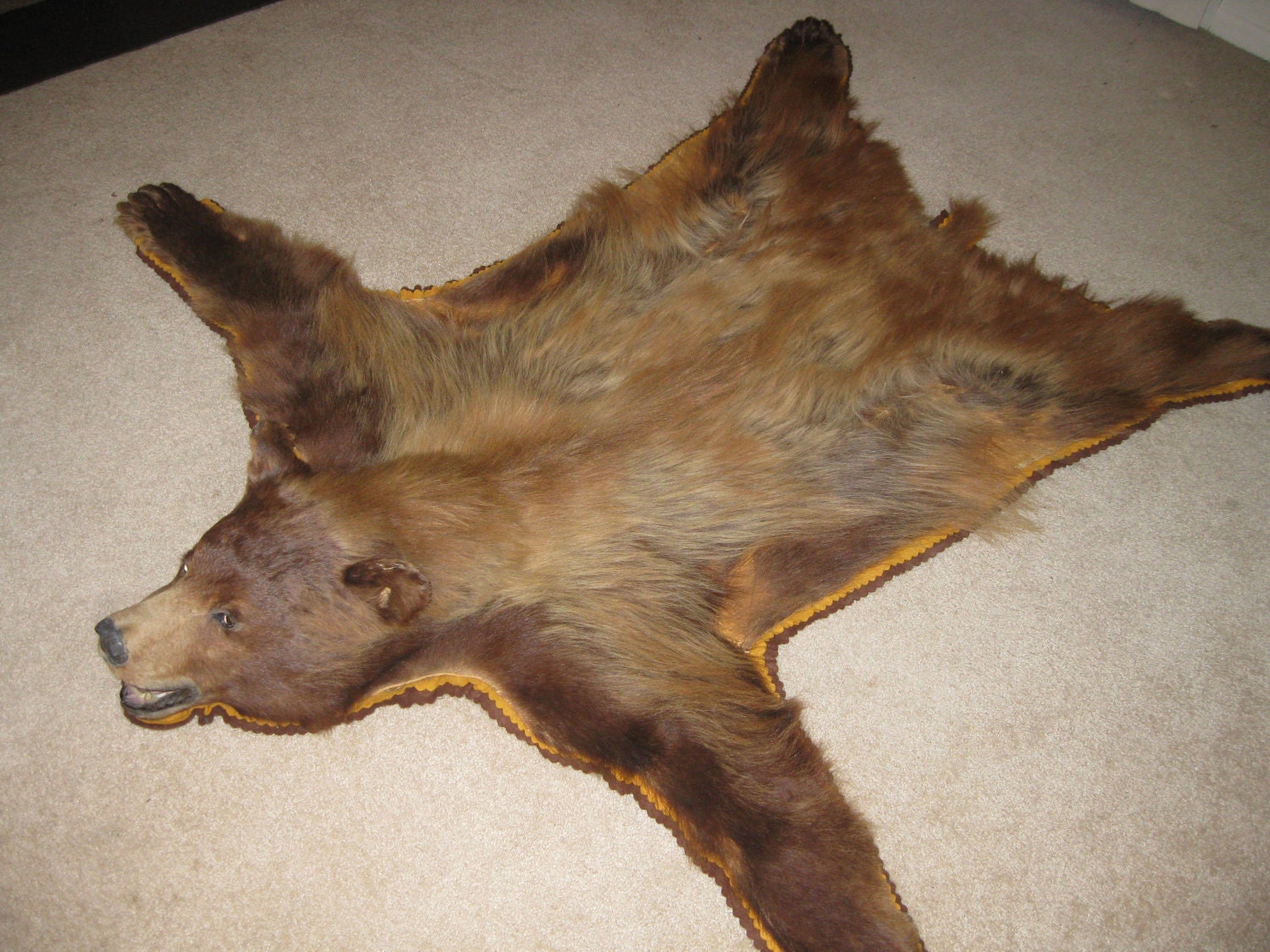 Antique Bear Skin Rug Rare CinnamonPhase Black Bear