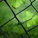 Heart Home Decor Wedding Garden Spring Wall Art Fine Art Photography Print All You Need is Love 8x10