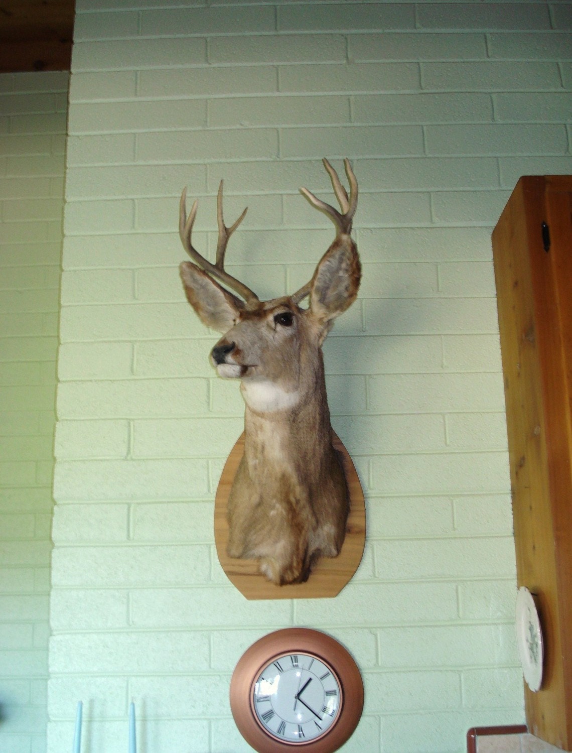 Magnificent 8 Point Mounted Deer Head Lower Price