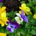 Flowers - set of four photo notecards
