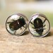 Black Beetle Plugs Resin for Gauged Ears Made With Real Insects Size 5/8g 5/8" 16mm