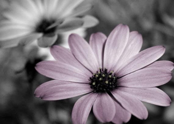 Purple And Grey Wall Art purple flower photograph gray home decor wall art Purple And Grey Wall Art purple flower photograph gray home decor wall art