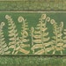 Fiddle Heads on Green