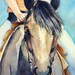 Art watercolor painting of grey Quarter horse stallion, close up of head and rider, original signed