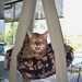 Double Kitty Cloud Dusty Roses, Hanging Cat Bed
