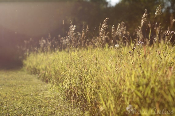 Items similar to Tall Grass Field Sunlight Summer Evening Art ...