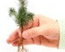 tree seedlings in bulk for memeorial