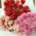 3 Natural Red & Pink Dried Flower Bunches for Wedding, Shower, Wreathmaking, Natural Decor, Nature Crafts