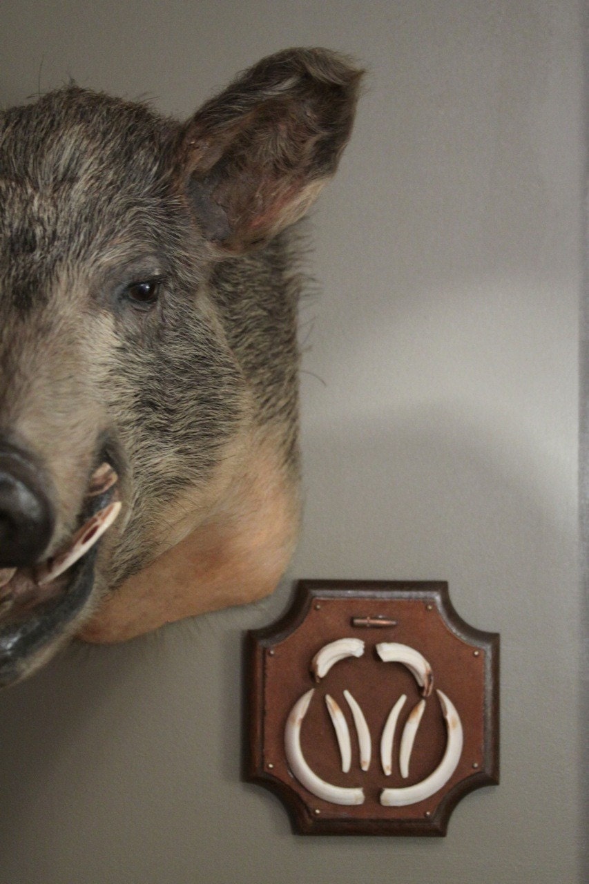 Mounted Wild Boar Tusks