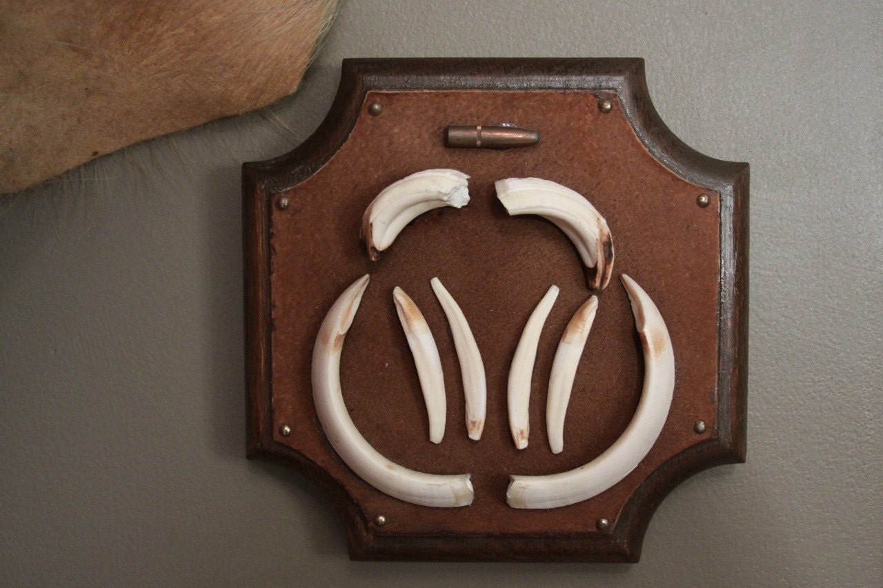 Mounted Wild Boar Tusks
