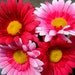 Flower Pens, Bright Pink, set of 2