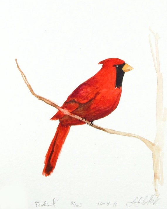 Cardinal Original Watercolor Painting Watercolor Study