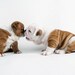Natural Pet Products Oatmeal Shampoo Vanilla Oatmeal Rinse Cologne Set FREE Shipping Dogs Cats Eco Biodegradable Unisex tt Spring Pets