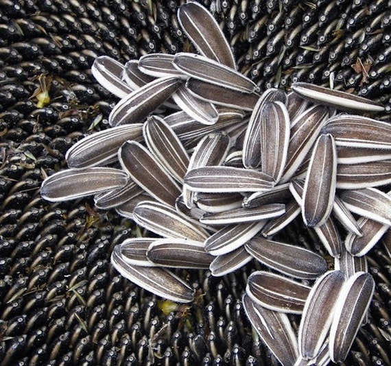 Mongolian Giant Sunflower Seeds