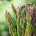Heirloom Mary Washington Asparagus Seeds