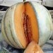 Heirloom Charentais Melon Seeds