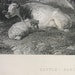 Antique Engraving to frame - Cattle, Early Morning