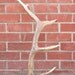 Reserved for Noni, Vintage 50's 6 point Elk Antler