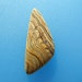 Select Hells Canyon Petrified Wood Cabochon