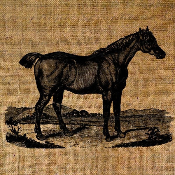 Beautiful Horse Bobbed Tail or Bobtail Equestrian by Graphique