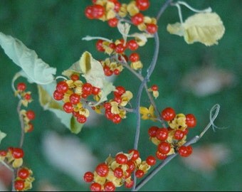 Bittersweet-Dried Bittersweet Berry Vines