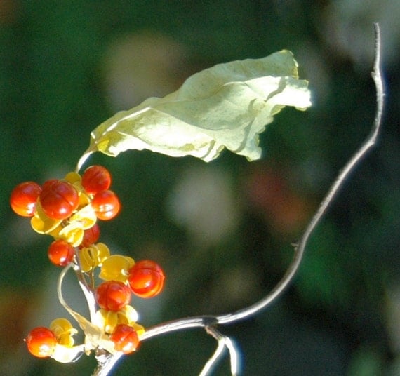 Bittersweet Dried Bittersweet Berries/Vines