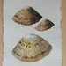 Original watercolour illustration art painting shell study limpets