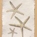 starfish watercolour painting study