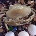 Large Brass CRAB Trinket Box ASHTRAY
