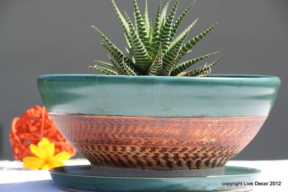 Shallow succulent dish garden pot