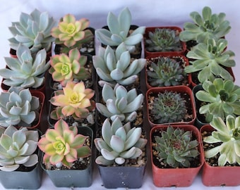 SAMPLE 5 Beautiful 2" Assorted Succulent plants Collection plastic pots succulents great for WEDDING FAVOR & gifts or samples+