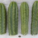 8 (Eight) San Pedro Pachanoi Trichocereus Cactus cuttings approx 12 inches each