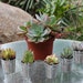 RESERVED for Kristen 140 ROSETTE only succulents in tin pails