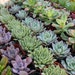 36 ROSETTE ONLY Beautiful Wedding Succulents for Gift Favors in their plastic 2 inch Pots