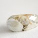 resin ring - eco resin translucent multifaceted oblong ring containing real shells